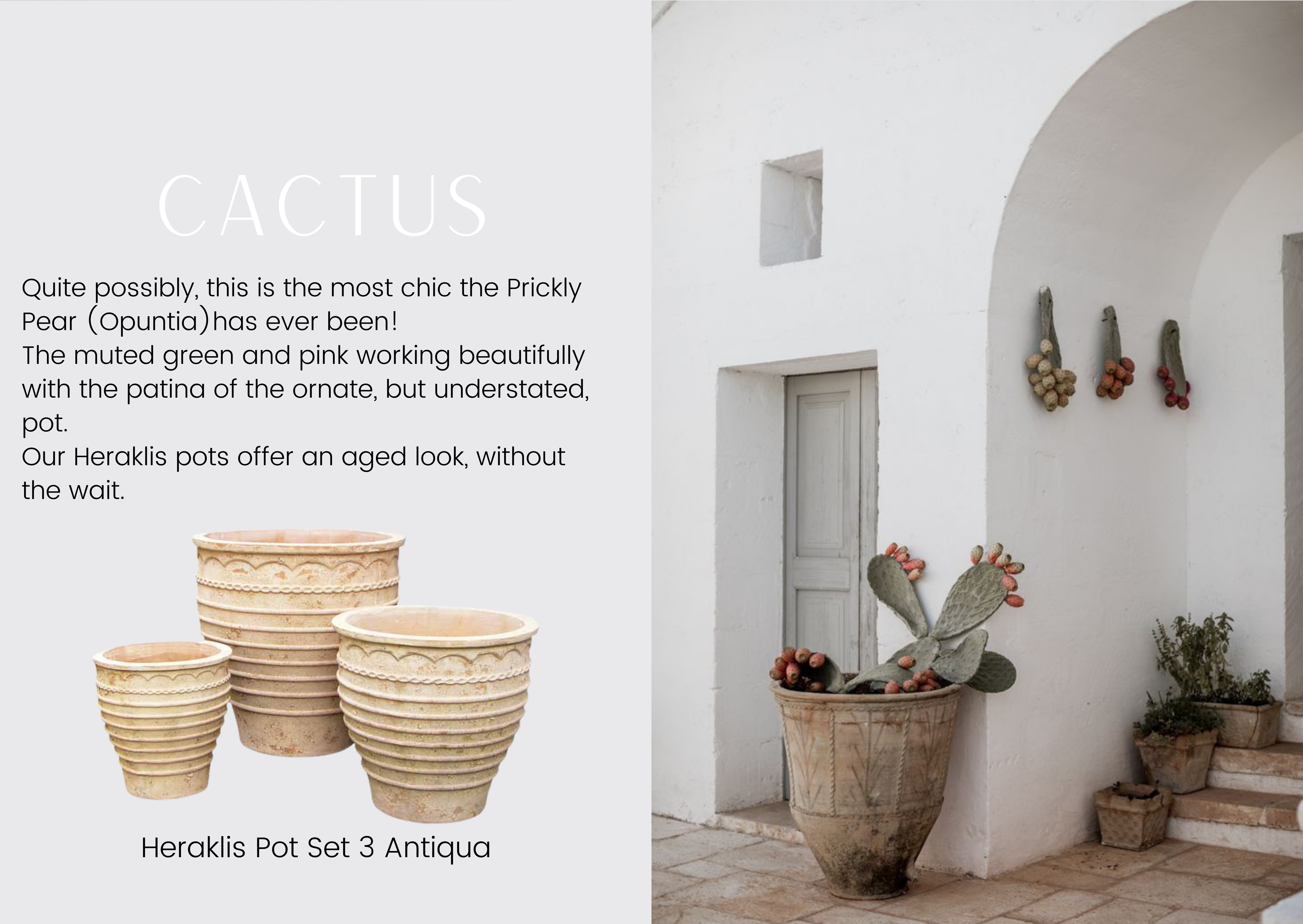 Cactus and Heraklis 5